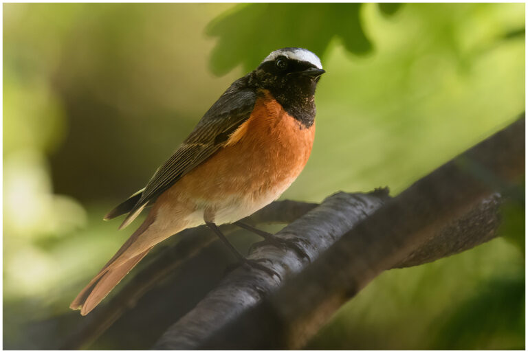 Rödstjärt - Common Redstart Phoenicurus phoenicurus