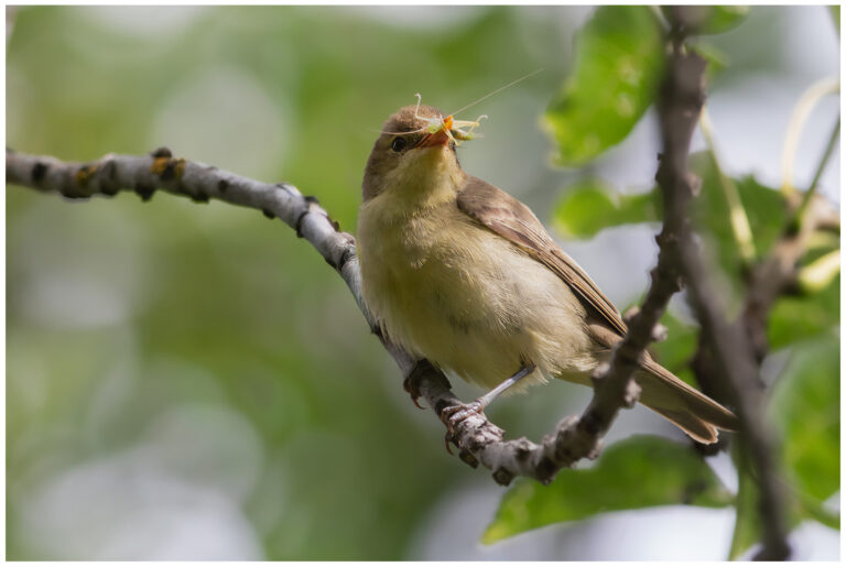 Härmsångare - Icterine Warbler härmsångar med föda åt ungar