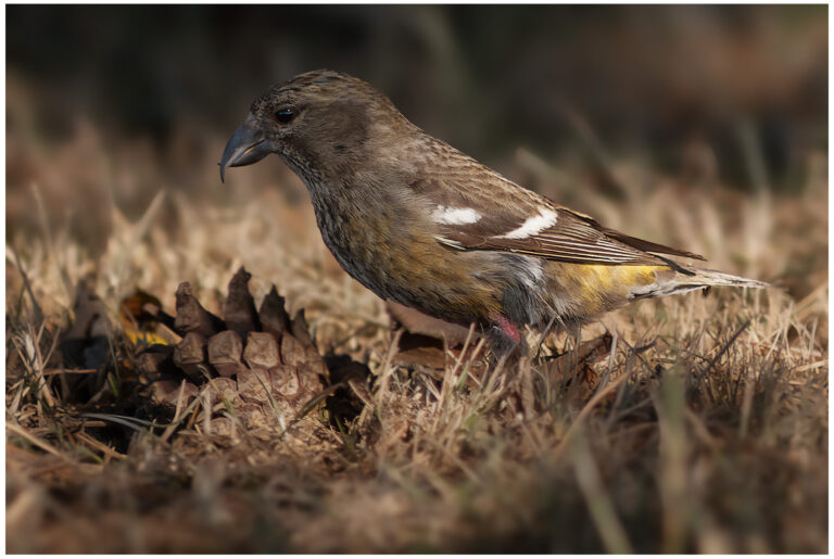Bändelkorsnäbb - Two-barred Crossbill Bändelkorsnäbb - marken - kottar