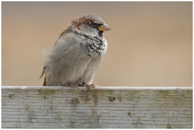 Gråsparv - House Sparrow gråsparv