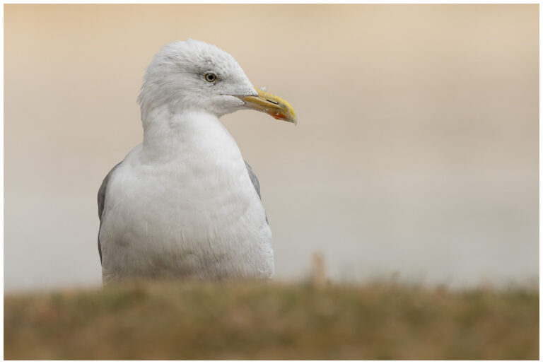 Gråtrut - Herring Gull adult gråtrut