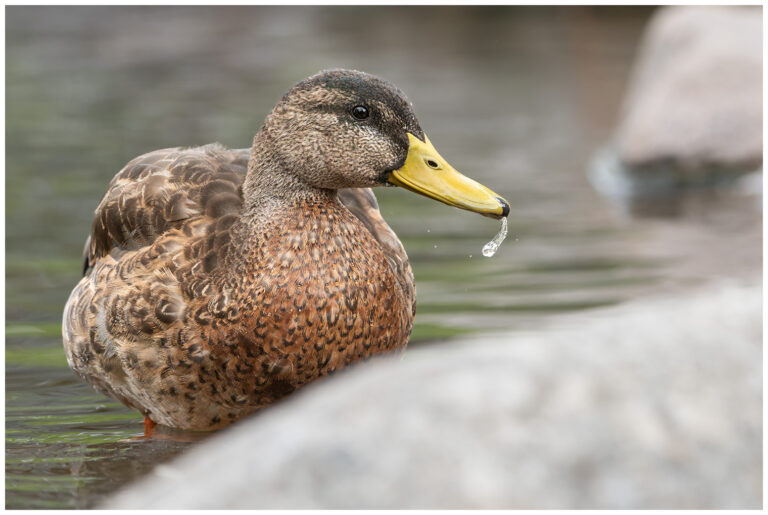 Gräsand - Mallard gräsand hane i eklipsdräkt