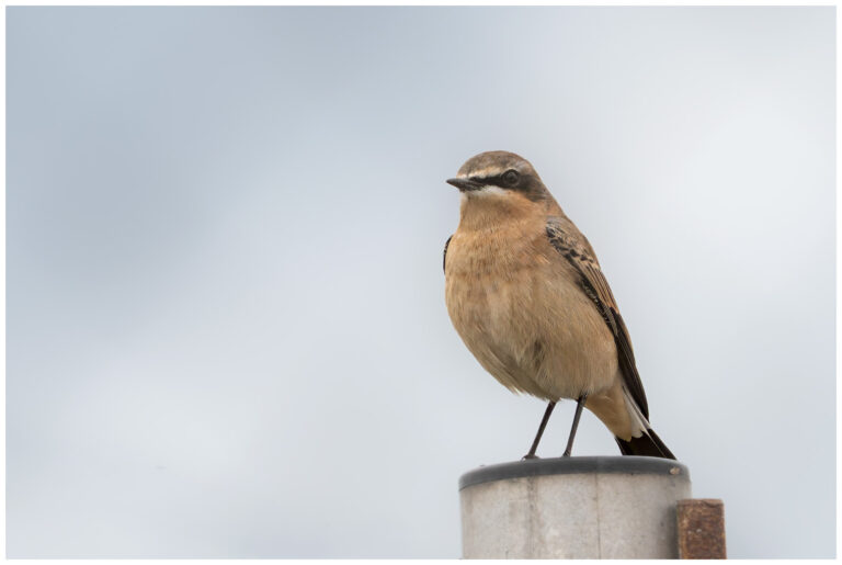 Stenskvätta - Northern Wheatear stenskvätta