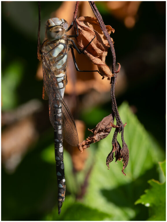 Mer insekter mer insekter