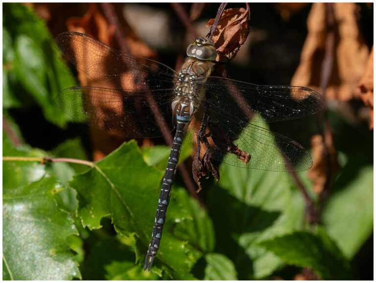Mer insekter mer insekter - höstmosaikslända