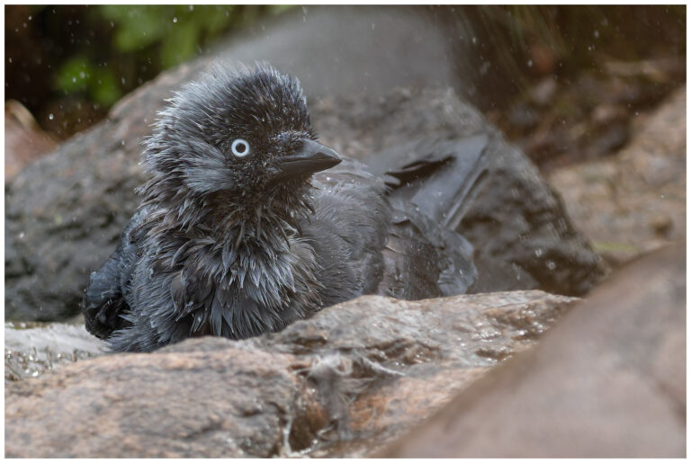 Kaja - Western Jackdaw badande kaja