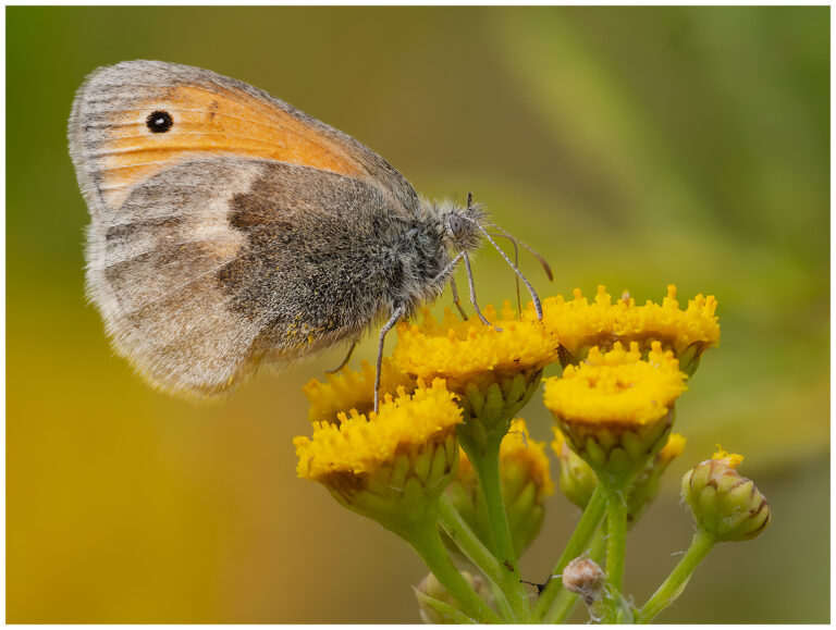 sol blåst och insekter sol blåst och insekter
