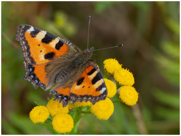 sol blåst och insekter sol blåst och insekter