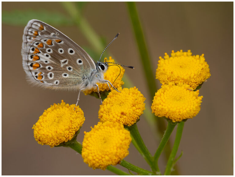 sol blåst och insekter sol blåst och insekter