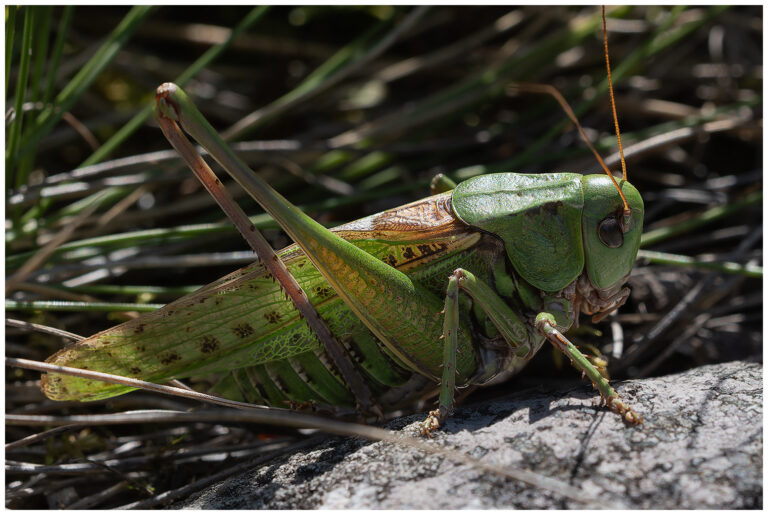 Några insekter vid Sörsjön Några insekter vid Sörsjön