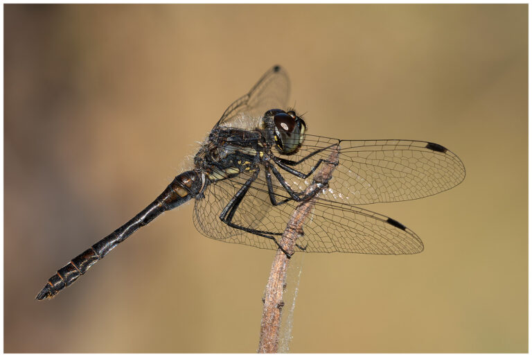 Några insekter vid Sörsjön Några insekter vid Sörsjön