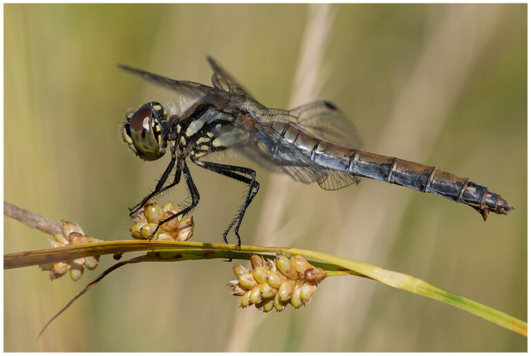 Några insekter vid Sörsjön Några insekter vid Sörsjön