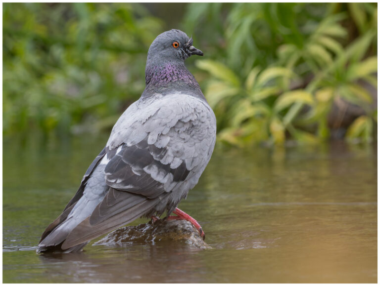 Tamduva - Rock Dove tamduva på sten