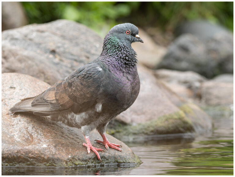 Tamduva - Rock Dove tamduva i profil