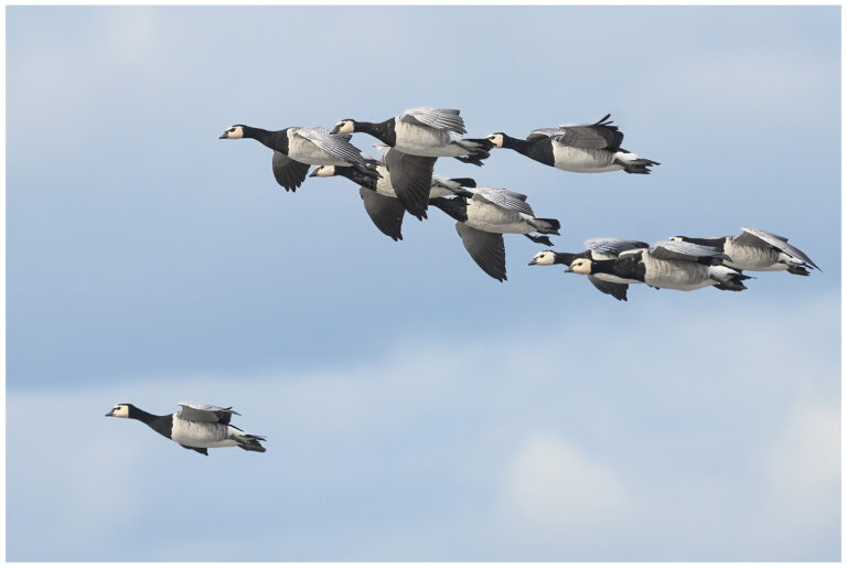 En liten uppdatering från naturen Blåsigt i naturen