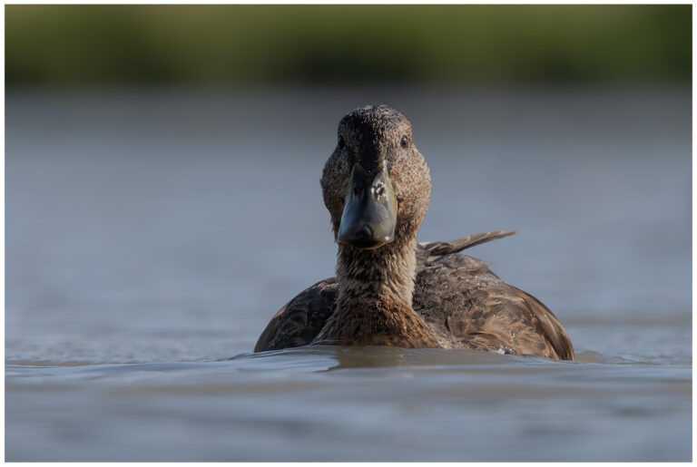 Gräsand - Mallard gräsand simmar på vatten