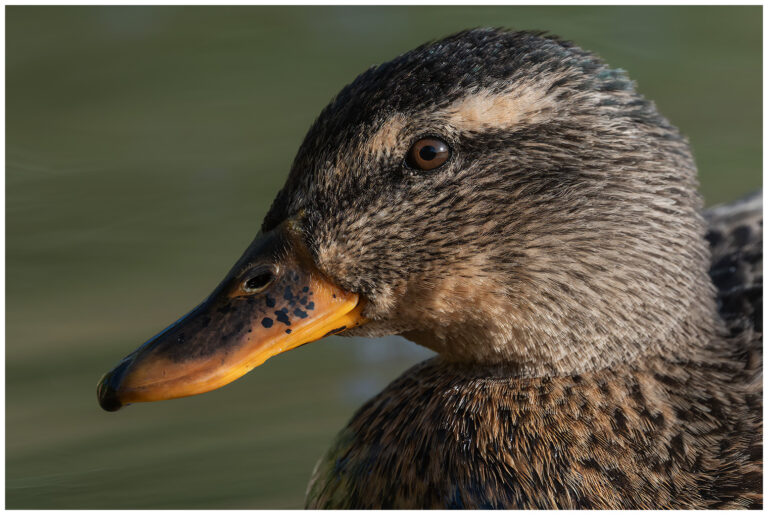 Gräsand - Mallard gräsand