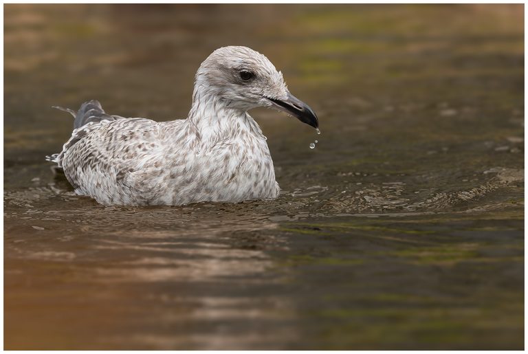 Gråtrut - Herring Gull gråtrut - ungfågel i vatten
