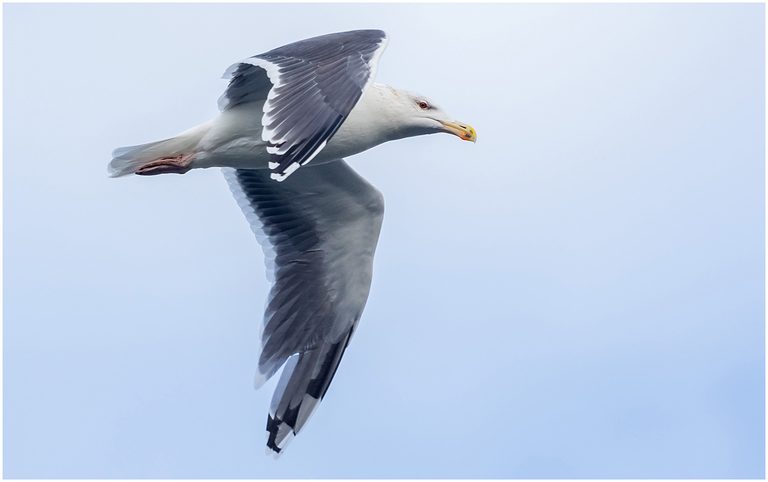 Tips för fågelfotografering havstrut