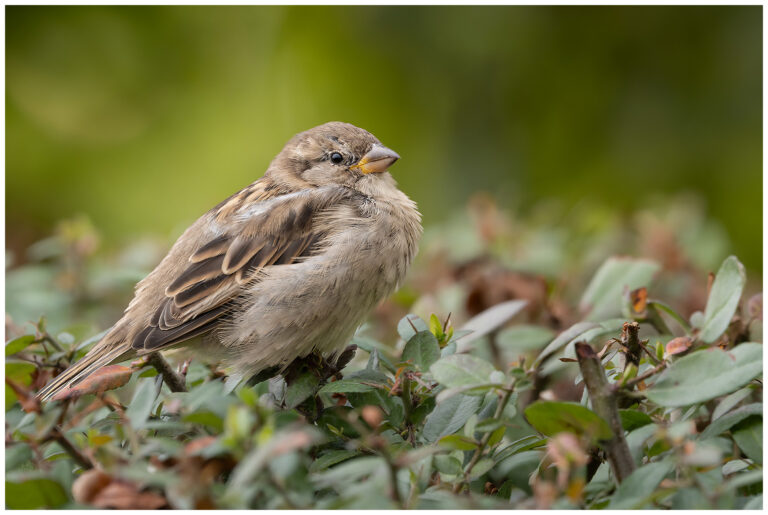 Fotograferat vanliga arter Fotograferat vanliga arter - hona gråsparv