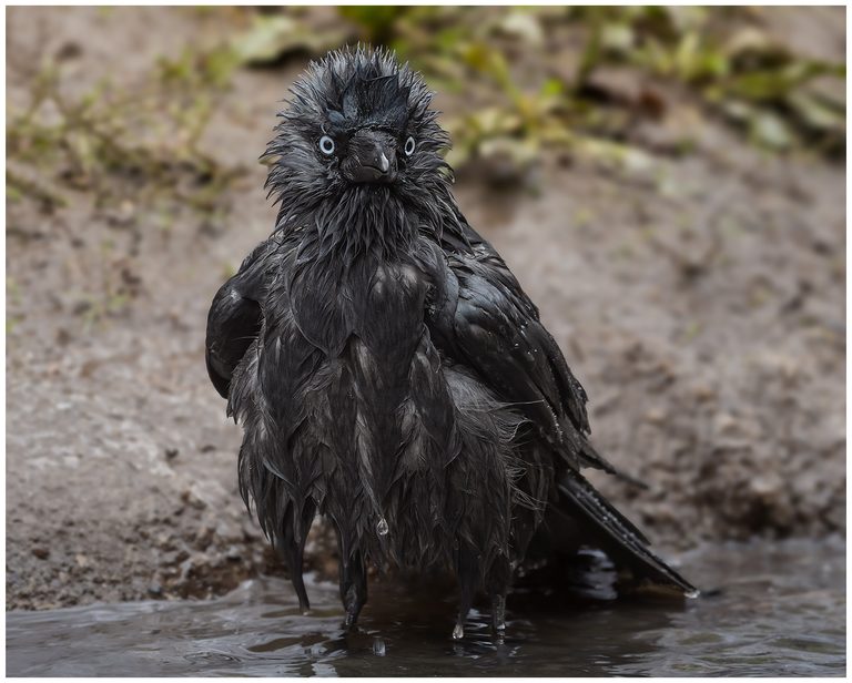 Fotograferat vanliga arter Fotograferat vanliga arter - blöt kaja
