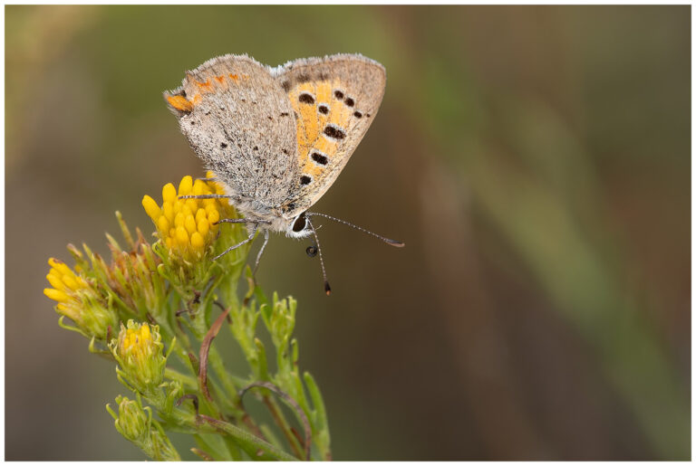 En liten uppdatering från naturen Blåsigt i naturen