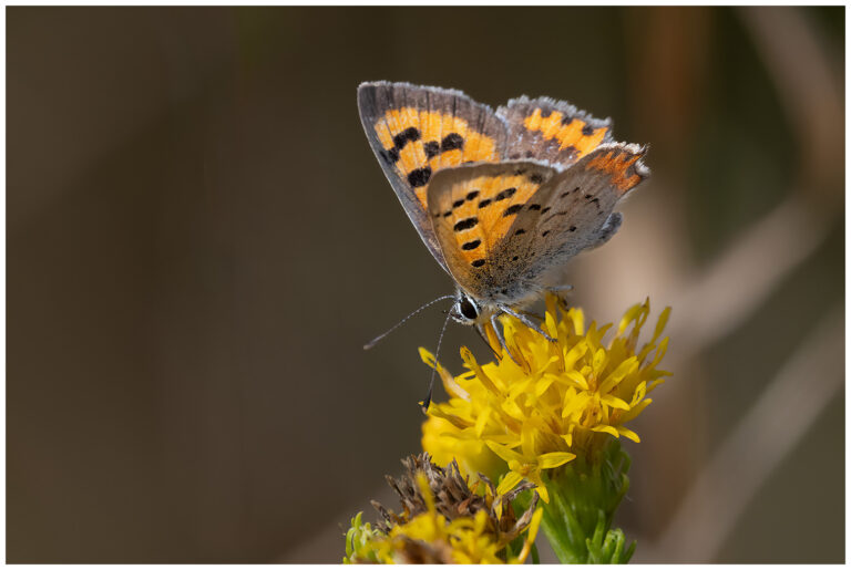 Naturen i september Naturen i september mindre guldvinge