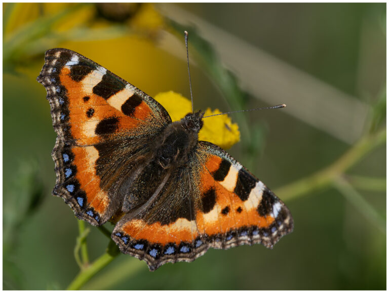 Naturen i september Naturen i september - nässelfjäril på blomma
