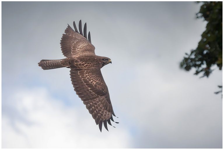 Ormvråk - Common Buzzard ormvråk flyger mulet