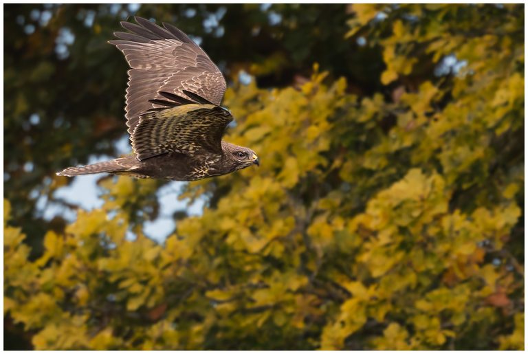 Ormvråk - Common Buzzard ormvråk flyger i skogen