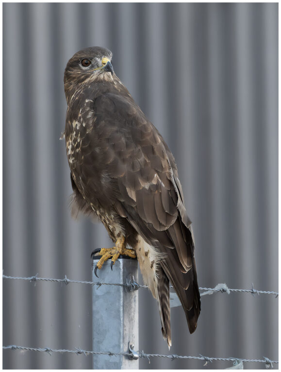Ormvråk - Common Buzzard ormvråk stängsel