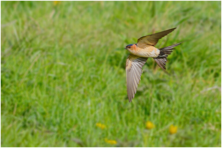 Tips för fågelfotografering rostgumpsvala flyger snabbt