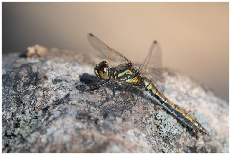 En liten uppdatering från naturen Blåsigt i naturen - svart ängstrollslända