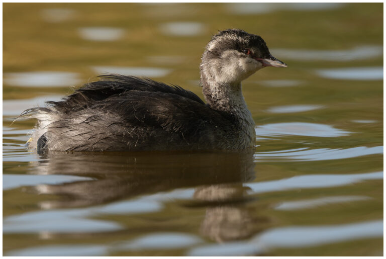 Svarthakedopping - Horned Grebe ungfågel svarthakedopping