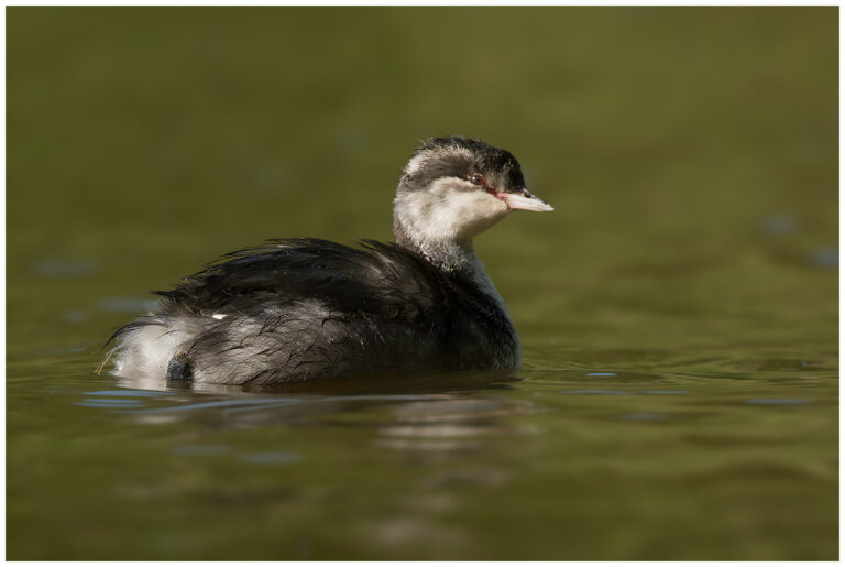 Svarthakedopping - Horned Grebe svarthakedopping - unge - 1k