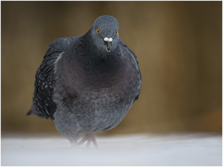 Tips för fågelfotografering En tamduva
