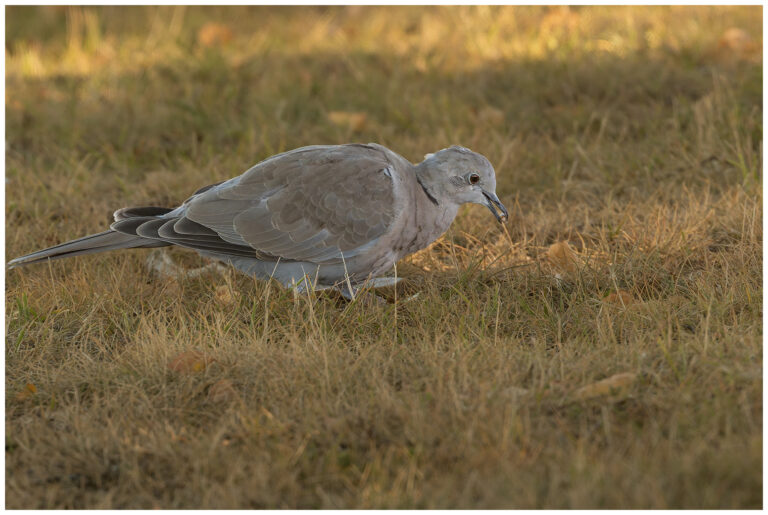 Turkduva - Eurasian Collared Dove turkduva på marken och frö i näbben