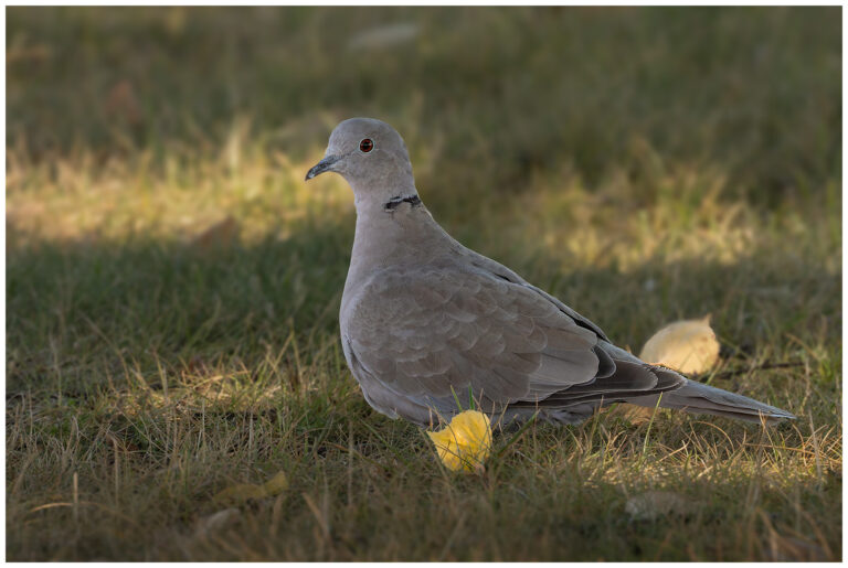 Turkduva - Eurasian Collared Dove turkduva - på gräsmatta