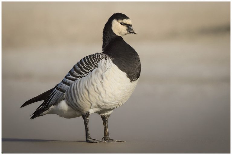 Vitkindad Gås - Barnacle Goose vitkindad gås på marken i kvällsljus