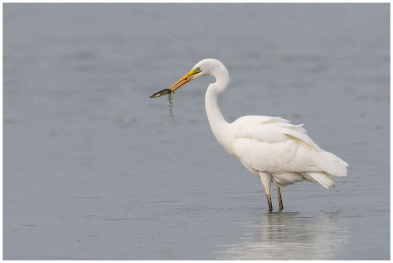 Öland, fåglar och fågelfotografering Öland, fåglar och fågelfotografering ägretthäger