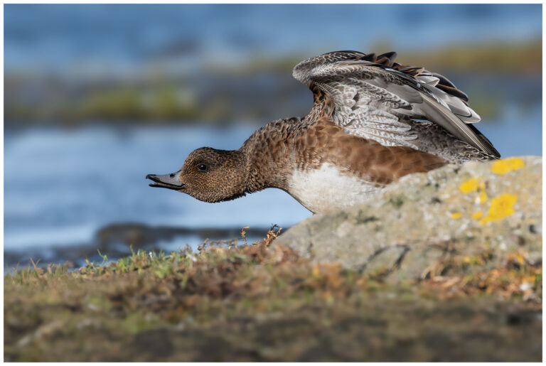 Bläsand - Eurasian Wigeon bläsand hane på marken