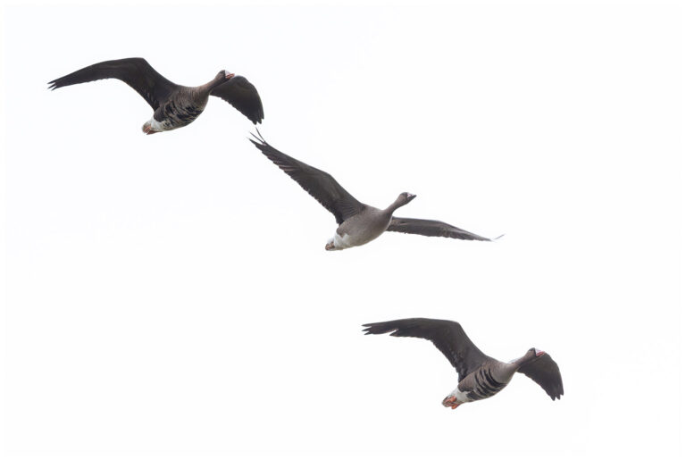 Öland, fåglar och fågelfotografering bläsgås en familj flyger
