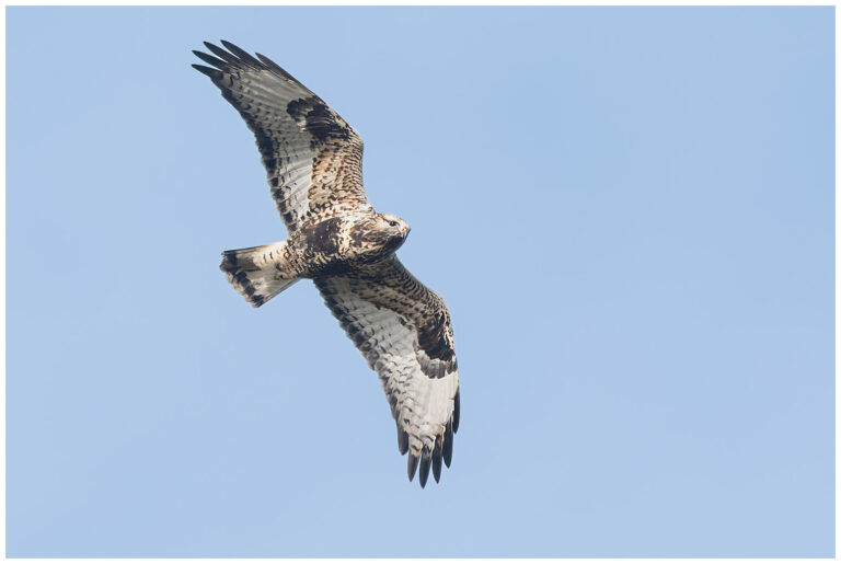 Öland, fåglar och fågelfotografering fjällvråk flyger