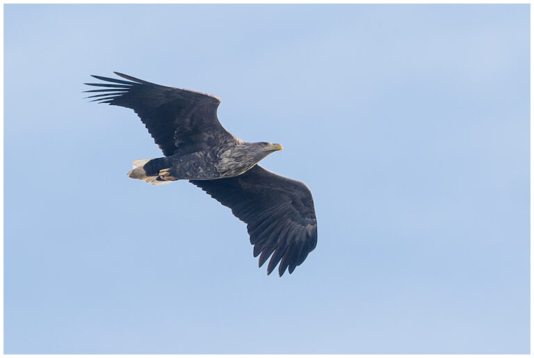 Öland, fåglar och fågelfotografering havsörn flyger vid norra lunden öland