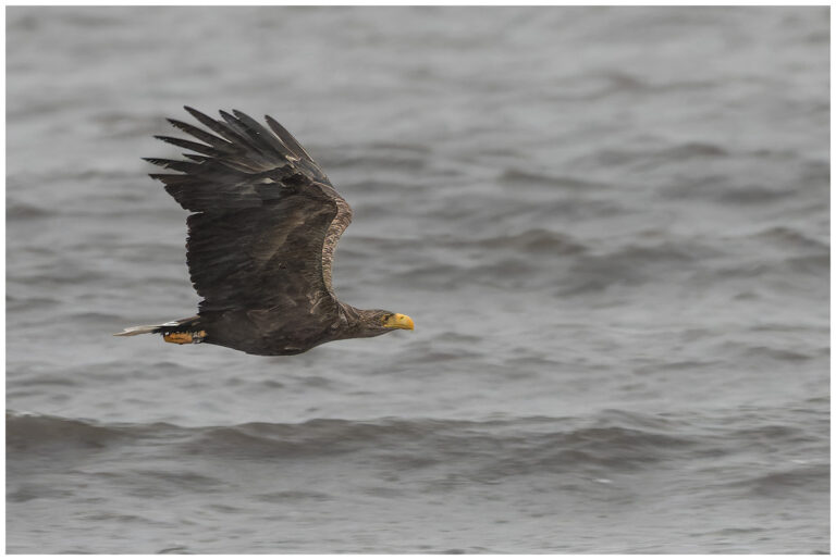 Öland, fåglar och fågelfotografering havsörn tidigt på morgon