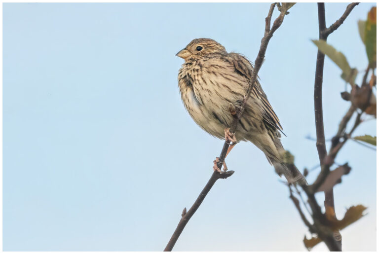 Öland, fåglar och fågelfotografering kornsparv på en gren