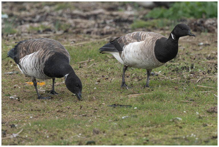Prutgås - Brent Goose ljusbukig prutgås