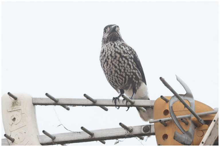 Öland, fåglar och fågelfotografering Öland, fåglar och fågelfotografering nötkråka på antenn