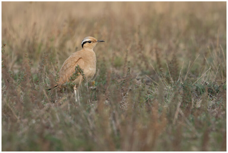 Ökenlöpare - Cream-coloured Courser Ökenlöpare