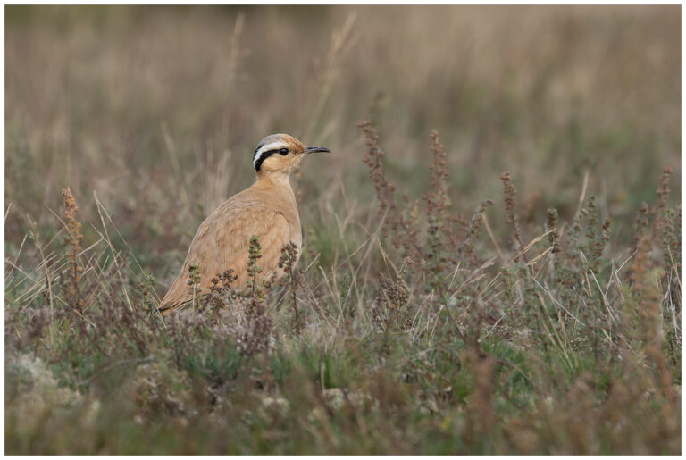 Ökenlöpare - Cream-coloured Courser Ökenlöpare